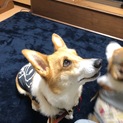 ゆづる君の里親募集！