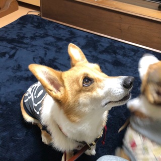 ゆづる君の里親募集！