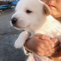 急募。お願いします。中型犬。生後1.5ヶ月