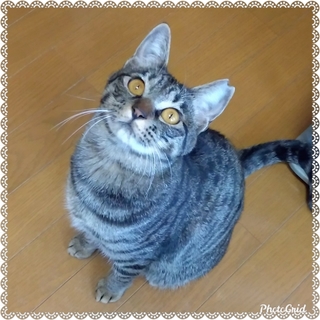 コナちゃんゴロすりチビアザラシ風キジトラ1歳