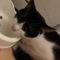 白黒のクロちゃんオスめっちゃ可愛いです