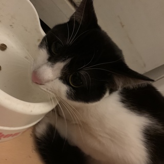 白黒のクロちゃんオスめっちゃ可愛いです