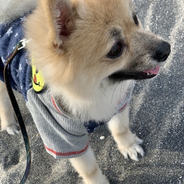 砂浜散歩