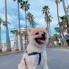 ヤシの木ショット
