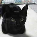 黒猫さん