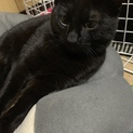 おちゃめキュート雌猫まるちゃんです^ ^