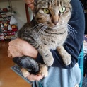 終生飼える方求む
