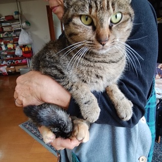 終生飼える方求む