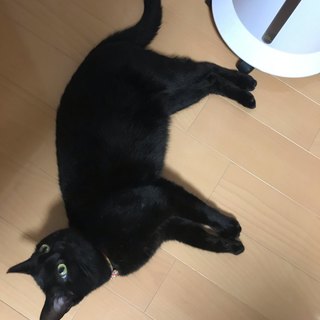 募集停止中。甘えん坊な可愛い黒猫ちゃん