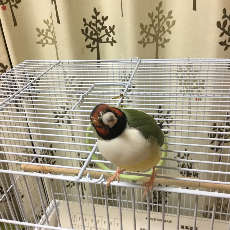 コキンチョスのカバー写真