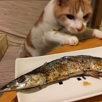 フィガロ