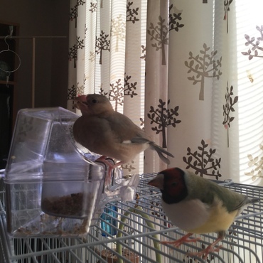 庭には二羽鳥がいる