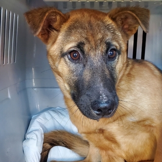 シェパードMixのこの子を助けてください