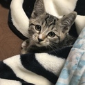キジトラのメス猫ちゃん