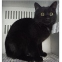 団体様より引き出し成猫♀316