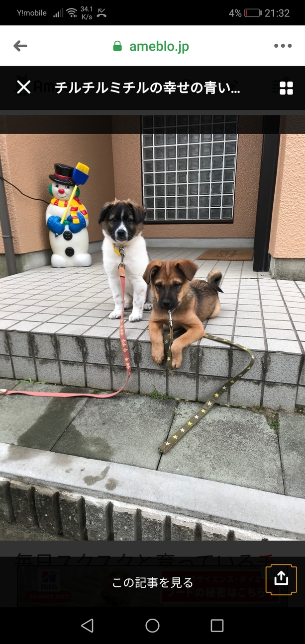 トライアル中 元気なミ 大阪府 犬の里親募集 ペットのおうち 月間利用者150万人