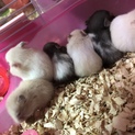 ゴールデンハムスター系里親募集中