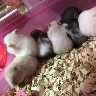 ゴールデンハムスター系里親募集中