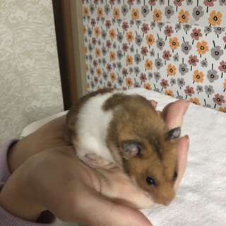 ゴールデンハムスター(生後4ヶ月)