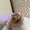 ゴールデンハムスター(生後4ヶ月) サムネイル2
