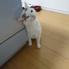 はじたん さん