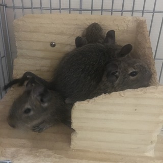 デグーの赤ちゃんの里親さんを募集しています！