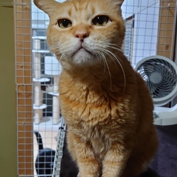 エイズキャリア、高齢などの猫たちに里親さんを！ サムネイル2