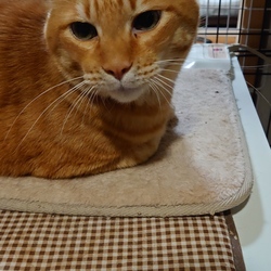 エイズキャリア、高齢などの猫たちに里親さんを！ サムネイル3