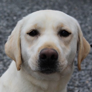 避妊済み4才3か月女の子～繁殖引退犬～