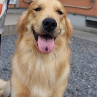 2才　男の子～繁殖引退犬～