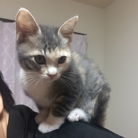 きなこ