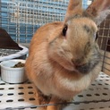 ミニウサギの里親さんを募集します。