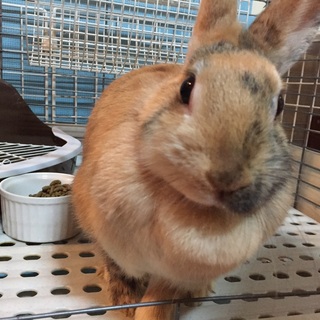 ミニウサギの里親さんを募集します。