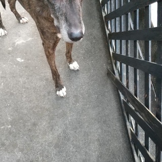 ８歳くらいの女の子