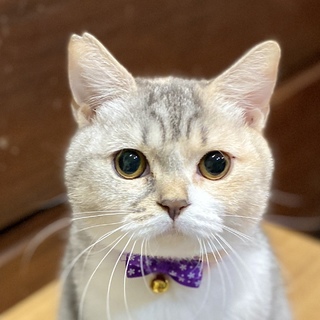 【募集一時停止中】たまみちゃん