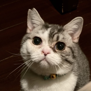 【募集一時停止中】たくみ君