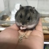 nikohonoさん
