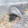 ニョキ