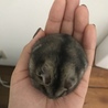 おもち