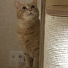 まん丸お目々
