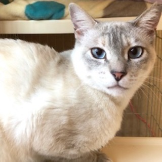 抱っこ大好き甘えんぼの ベティちゃん