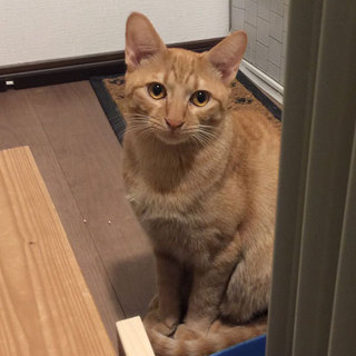 繁殖現場から子猫 33匹 -- 茶トラ「ぽん」