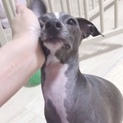 1歳イタグレ♡可愛い男の子