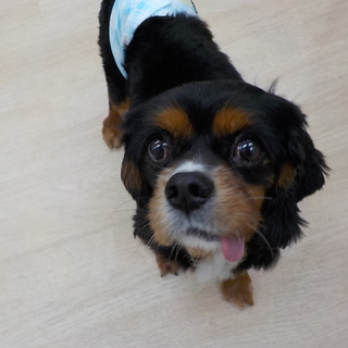 ゴンザレスくん　のんびりな男の子　推定7才