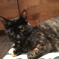 モカ