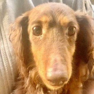 ダックスの男の子