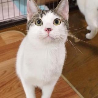 〇キリッとかっこ可愛い白キジ♡わか・♂〇