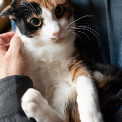 綿半ホームエイド坂戸店犬猫里親会 サムネイル2