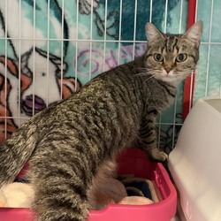 綿半ホームエイド坂戸店犬猫里親会 サムネイル3