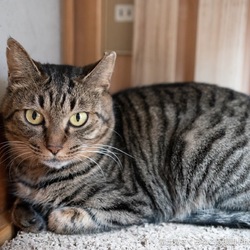 新座動物総合医療センター犬猫里親会 サムネイル2